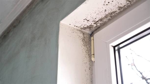 Best Best Mold Removal Companies  in Maunawili, HI