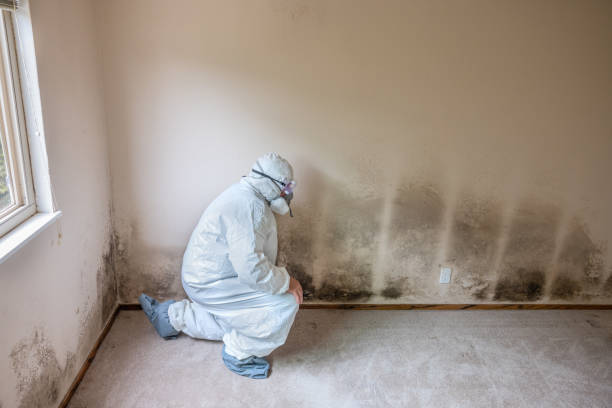 Best Toxic Mold Removal  in Maunawili, HI