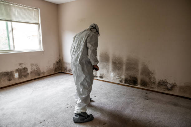 Best Certified Mold Removal  in Maunawili, HI