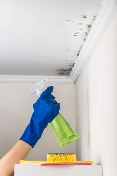 Best Toxic Mold Removal  in Maunawili, HI